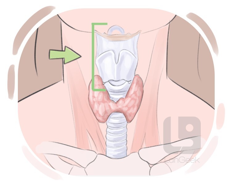 larynx definition and meaning