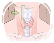 larynx