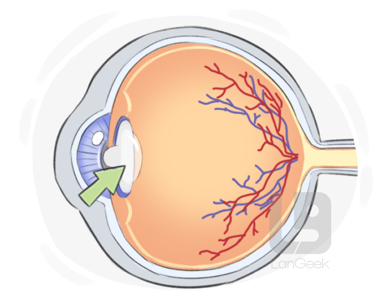 lens of the eye definition and meaning