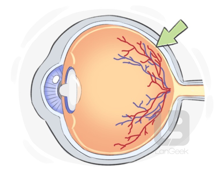retina definition and meaning