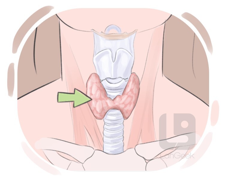 thyroid gland definition and meaning