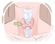 thyroid