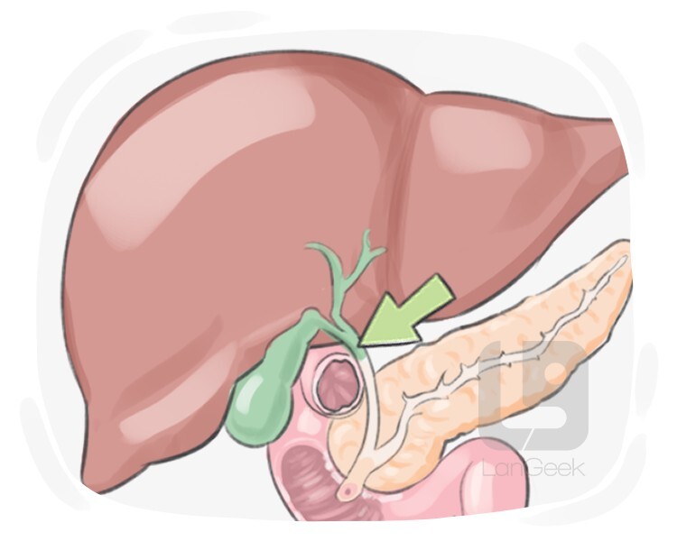 common bile duct definition and meaning