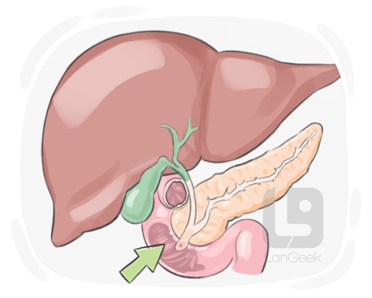 duodenum definition and meaning