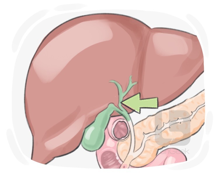 hepatic duct definition and meaning