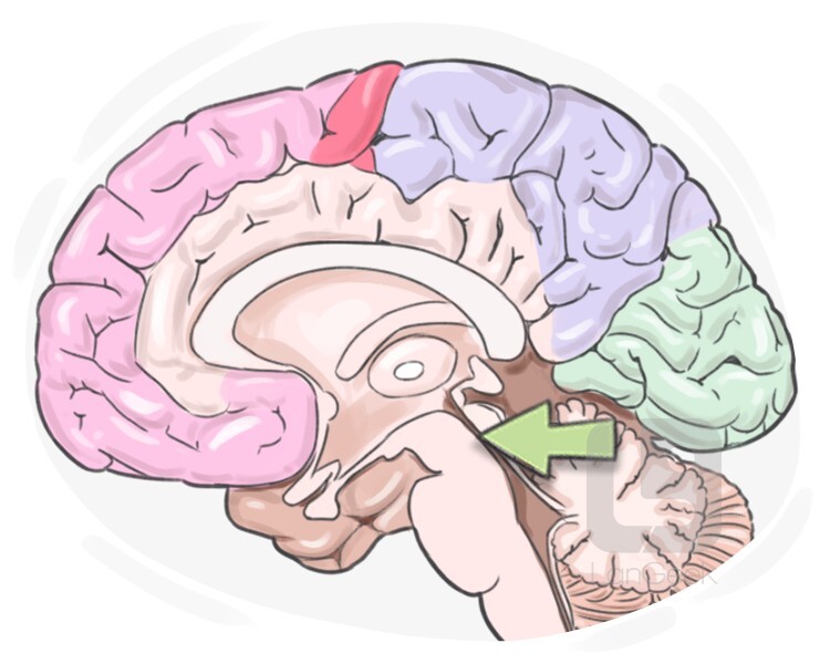 aqueductus cerebri definition and meaning