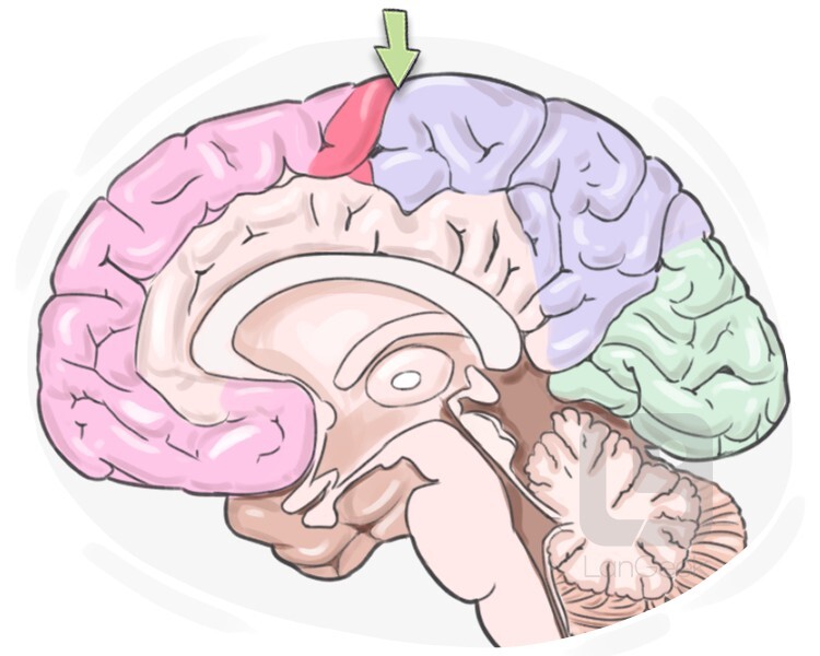 sulcus centralis definition and meaning