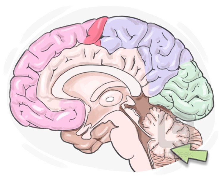 cerebellum definition and meaning