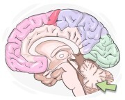 cerebellum