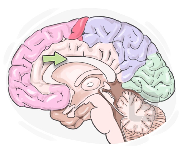 Definition meaning of corpus callosum langeek