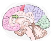 corpus callosum