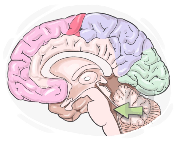 ventricle definition and meaning