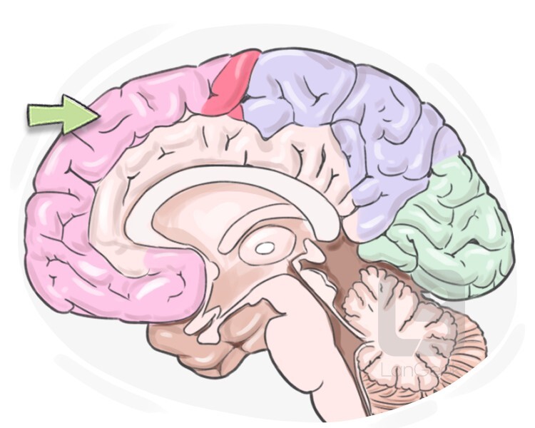 frontal lobe definition and meaning