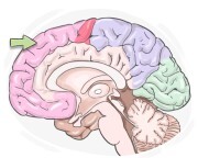 frontal cortex