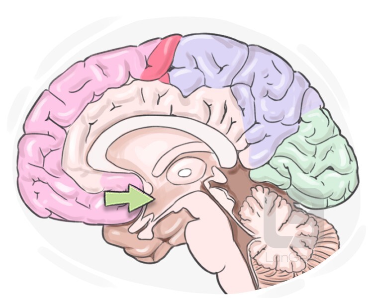 hypothalamus definition and meaning