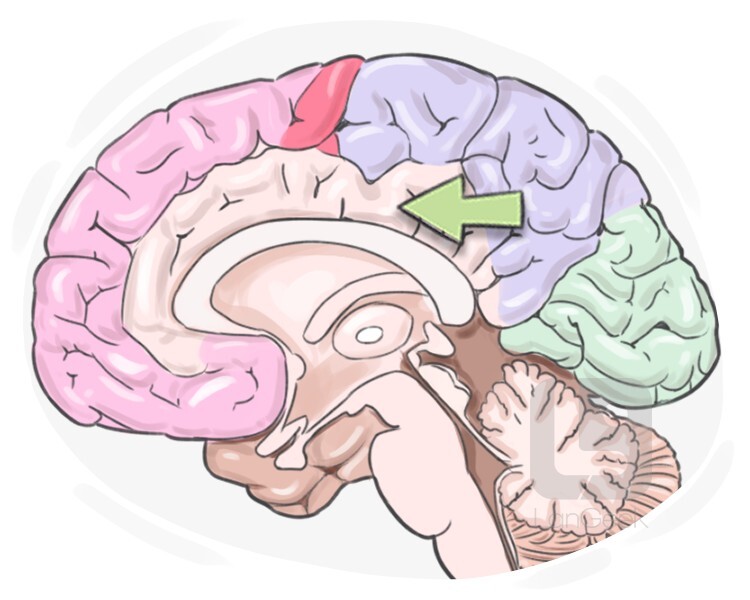 Definition meaning of visceral brain langeek
