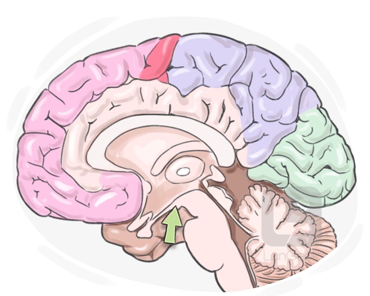 mamillary body definition and meaning