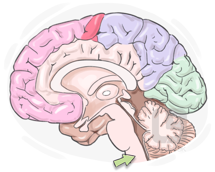 medulla oblongata definition and meaning