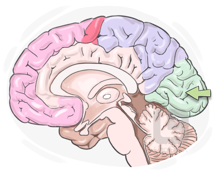 occipital lobe definition and meaning