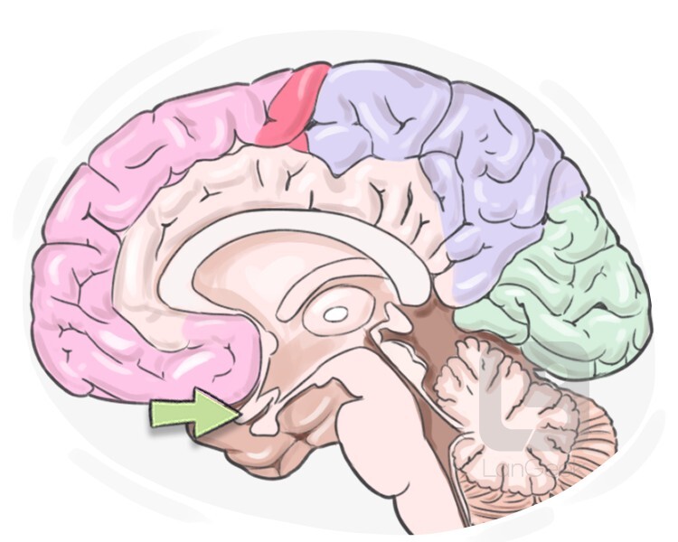 chiasma opticum definition and meaning