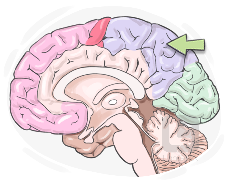 parietal lobe definition and meaning