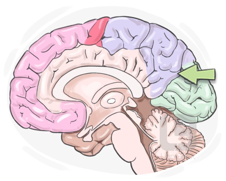 parieto-occipital fissure definition and meaning