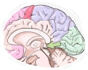 pineal gland