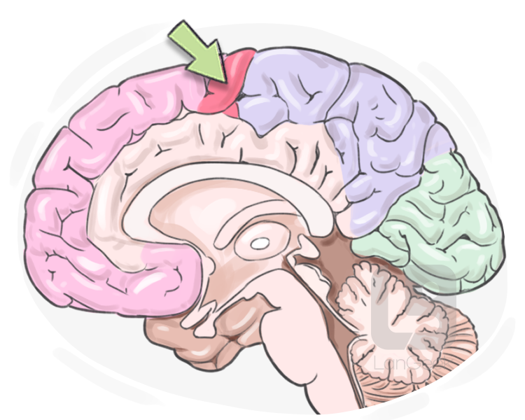 precentral gyrus definition and meaning