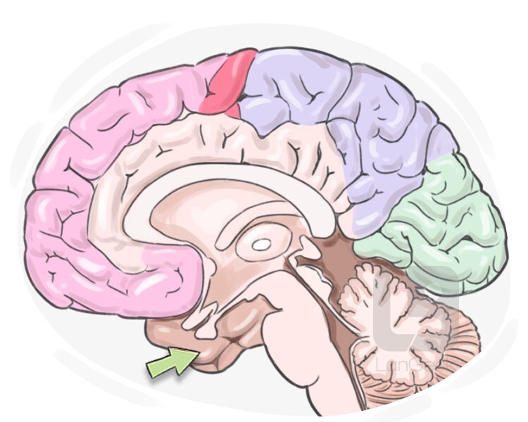 Definition meaning of temporal lobe langeek