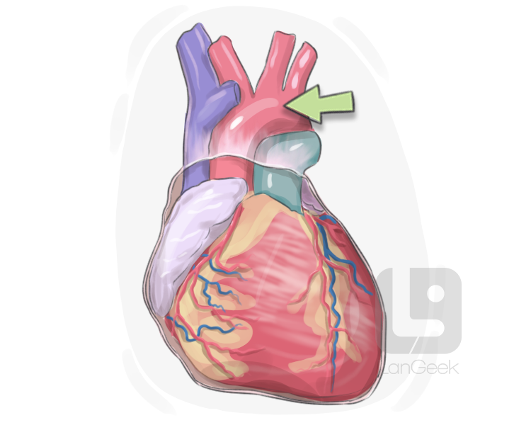 aorta definition and meaning