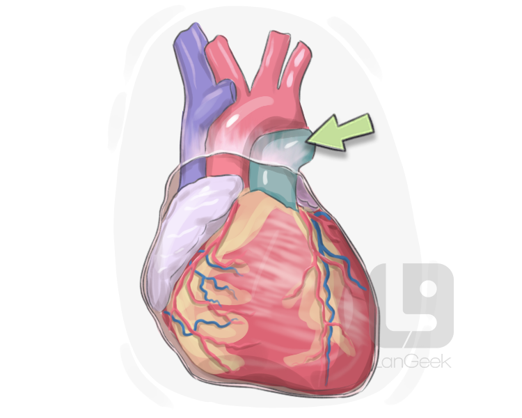 arteria pulmonalis definition and meaning