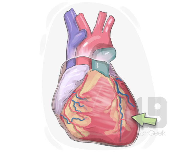 left ventricle definition and meaning