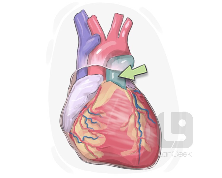 pulmonary trunk definition and meaning