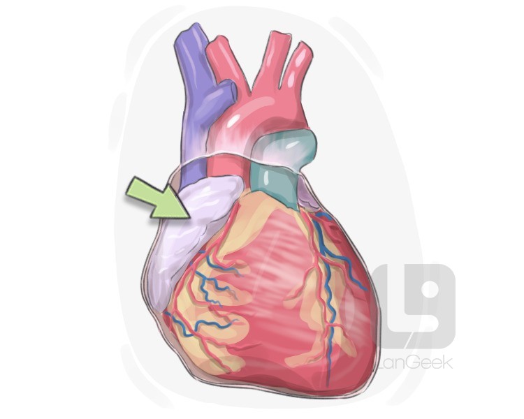 right atrium of the heart definition and meaning