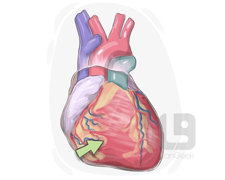 right ventricle definition and meaning