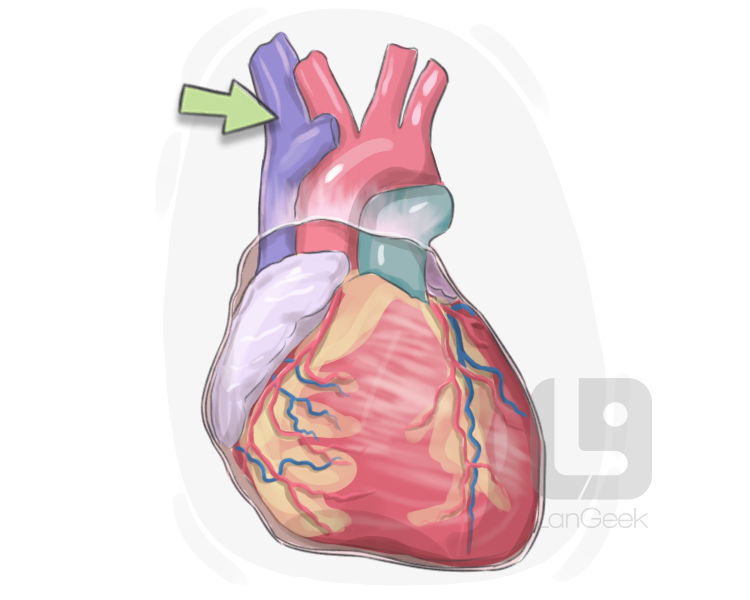 superior vena cava definition and meaning