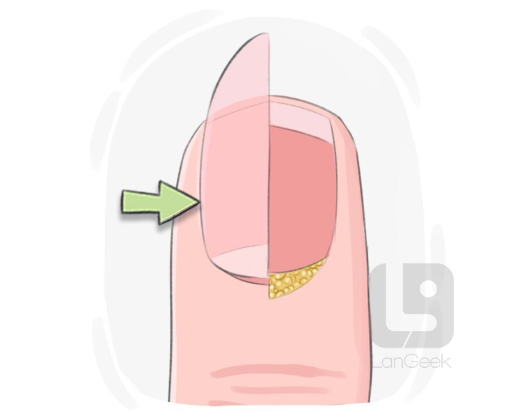 nail fold definition and meaning