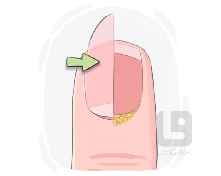 nail plate definition and meaning