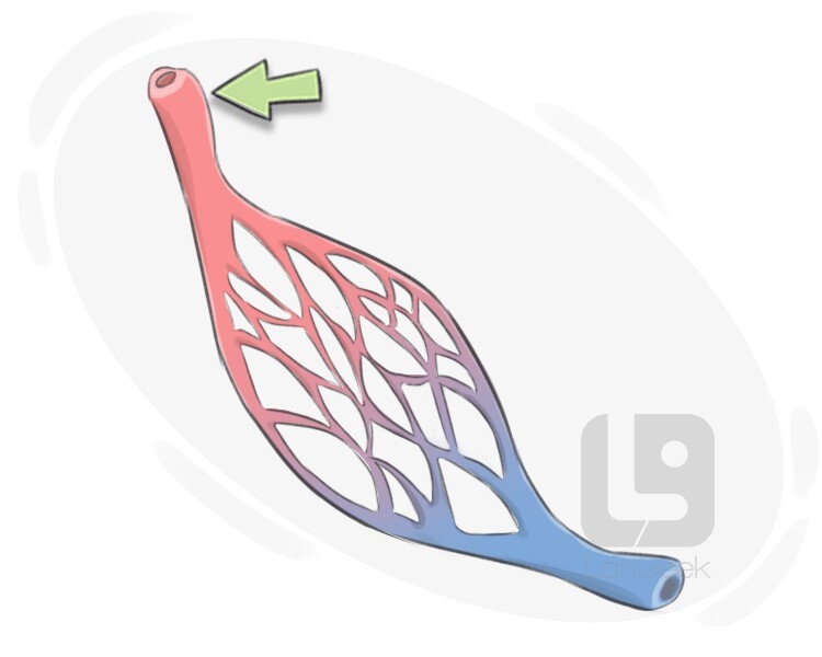 arterial blood vessel definition and meaning