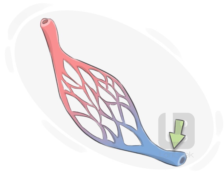 venous blood vessel definition and meaning