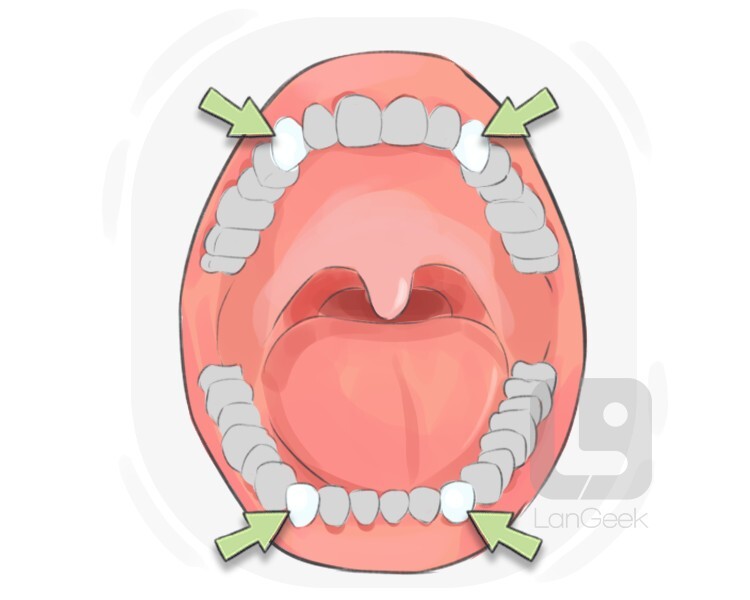 Definition Meaning Of Canine Tooth LanGeek