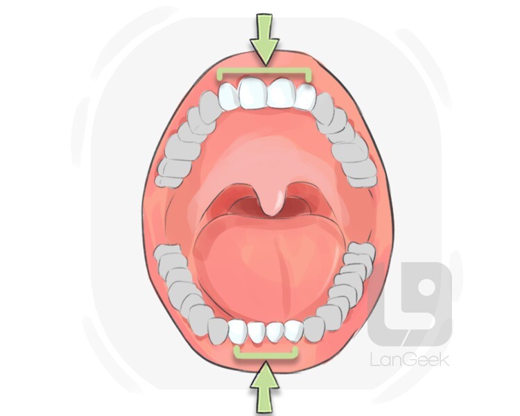Definition meaning of incisor langeek