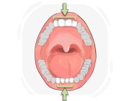 incisor