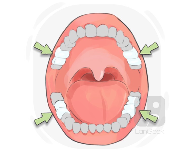 molar definition and meaning