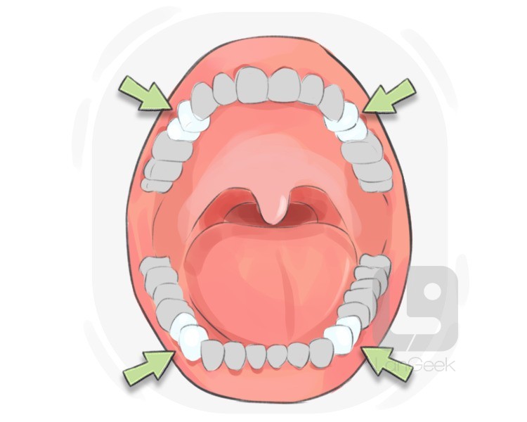 bicuspid definition and meaning