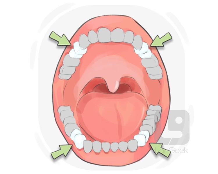 premolar definition and meaning