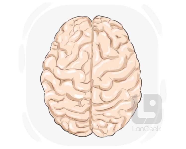 Definition meaning of cerebral hemisphere langeek