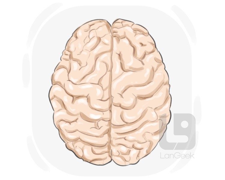 cerebral hemisphere definition and meaning