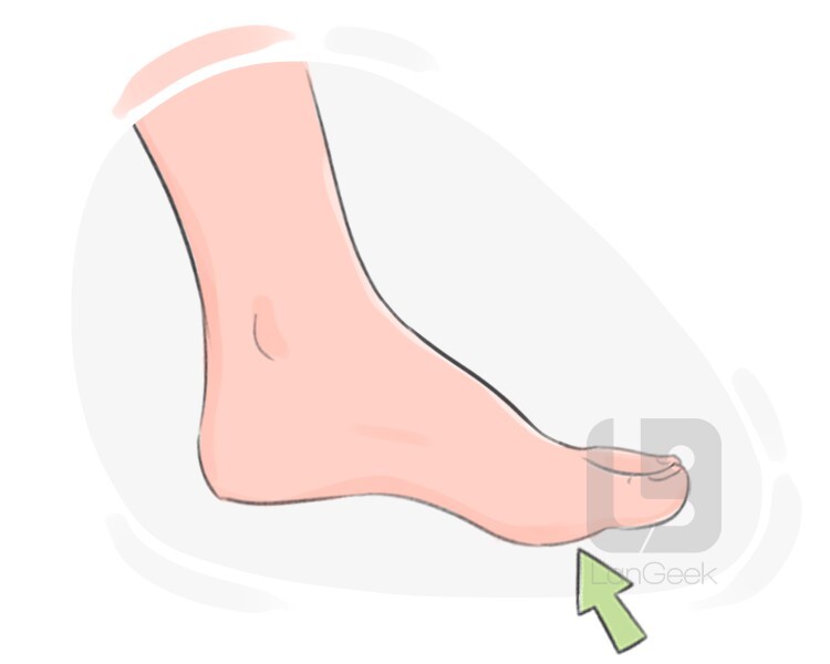 Definition & Meaning of "Ball" LanGeek