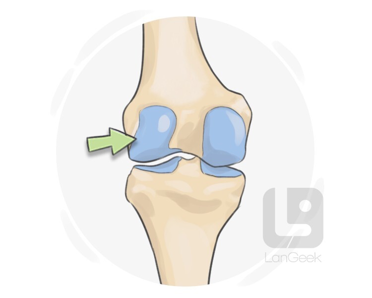 articular definition and meaning